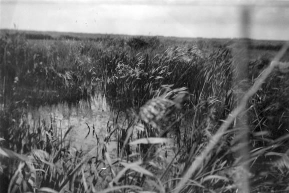 site